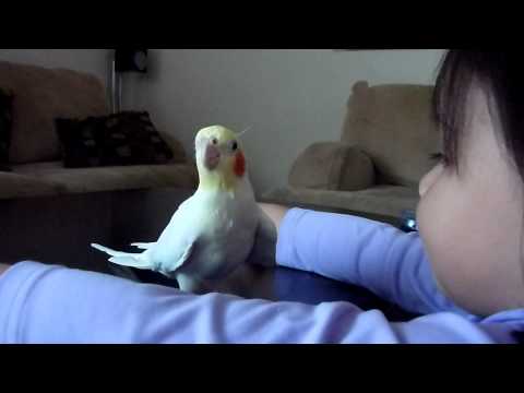 I Had a Bird Like This....Fed 'Em to Chuck Norris...
