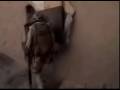 LIVE FOOTAGE of IED That Killed 2 Canadian ISAF Troops and Wounded 5, March 19 2009 Near Kandahar
