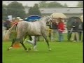 corrado beligneux haras jumping