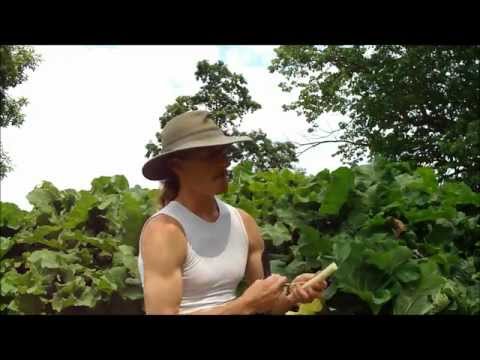 how to harvest burdock