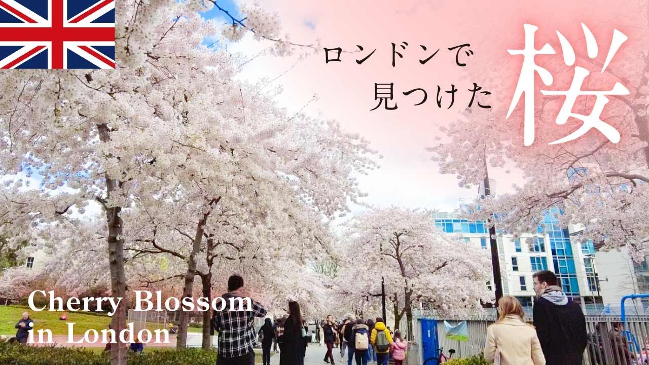 ソメイヨシノの美しい桜並木｜ロンドンを見下ろす丘