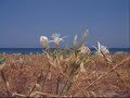 Living in Italy - Focus on Puglia Living in Italy - Focus on Puglia