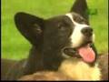 Breed All About It - Cardigan Welsh Corgi