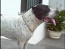 aracaju vendo filhotes de pitt bull 8804-5508 aracaju vendo filhotes de pitt bull 8804-5508