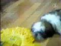 Shih Tzu Mop