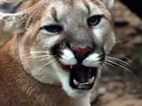 cougar