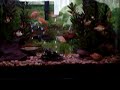 Albino Tiger Barb Scuffle