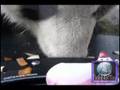 videos de Nose to Nose with Le Le the Panda at the Memphis Zoo