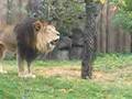 African Lion