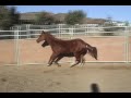 2008 Foals by Invested Dimension 
