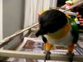 videos de JoJo plays with her toys on top of her cage