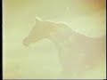 Arabian Horses- Fly
