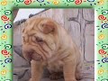 May,little sweet Pei and her brothers (Canil Kioma/ Brazil)