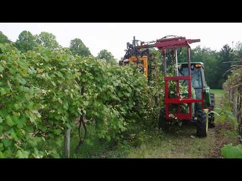 how to trim grape vines
