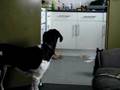 Squish and Cassie Tag Team