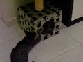 cat fight