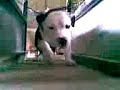 PitbuLL meMaT