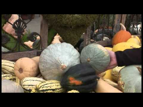 how to harvest acorn squash