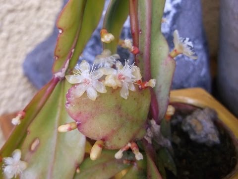 how to care for rhipsalis