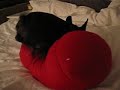 Homer VS Mogu