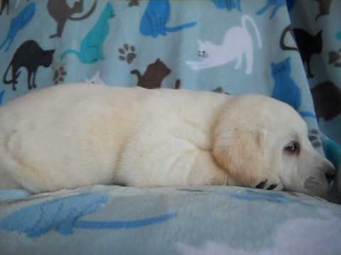 butterball at 7 weeks of age