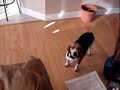 Beagles barking at Halloween Skull Beagles barking at Halloween Skull