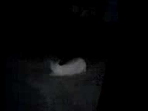 como se aparean los gatos
