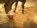 videos de Tally wif bordem breaker ball