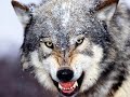 walf walf