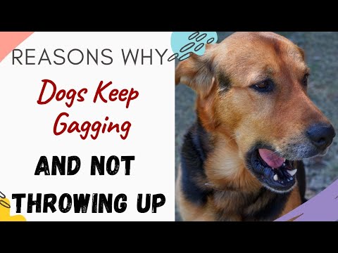 Why does my dog keep gagging but not throwing up (Causes, Reasons and What to do) Explained