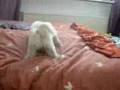 Bichón Habanero video
