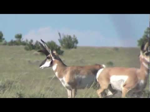 bc-arizona-antelope-richard-sprague-and-the-fenceline-bucktmberland-outfitters