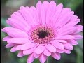Floricultura Para Rato I Floricultura Para Rato I