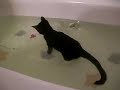 Kitten enjoying the bath (kissy)