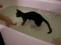 Kitten enjoying the bath (kissy)