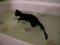 Kitten enjoying the bath (kissy)
