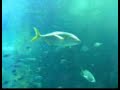 Aqu�rio - Porto Moniz