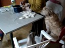 Cocinando con los chicos