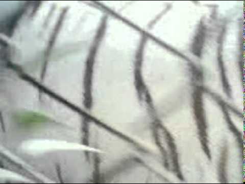 tigon face