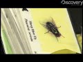 Cool Jobs: Forensic Entomologist Cool Jobs: Forensic Entomologist