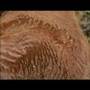 Curly Horse Introduction