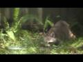 Raccoon
