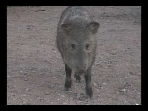 peccary