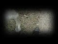 30 seconds of the Lady...(sony vegas )