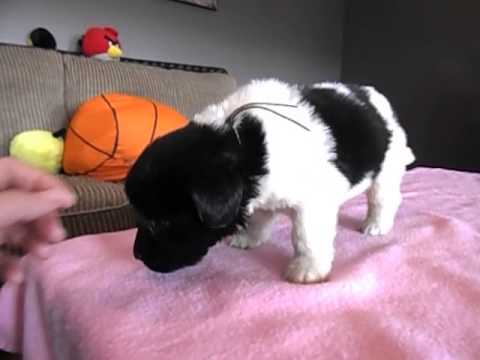 Zenia, black and white Landseer girl