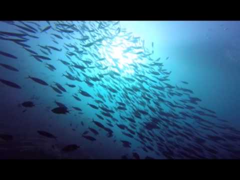 ALEXA Private Cruises - Diving Komodo National Park, Indonesia