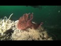 La Jolla Shores Dive 4/3/08