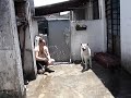 Pastor Branco - Brinacado com água