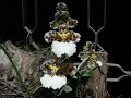 Estas son algunas de mis orquideas en flor para el final de febrero de 2007