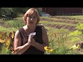 Gardening Tips : How to Take Care of Sunflowers Gardening Tips : How to Take Care of Sunflowers